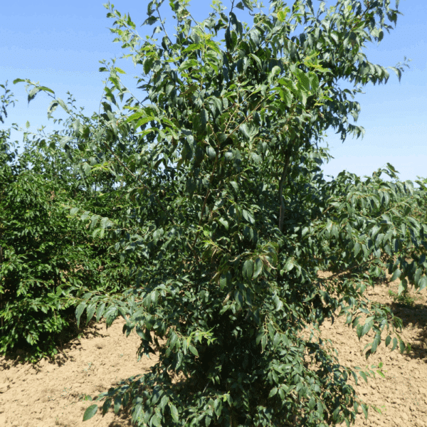 CELTIS australis – Image 10