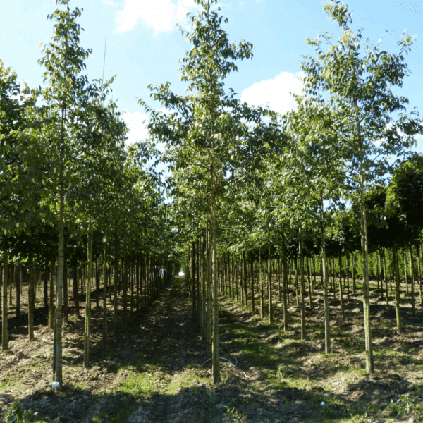 CELTIS australis – Image 4