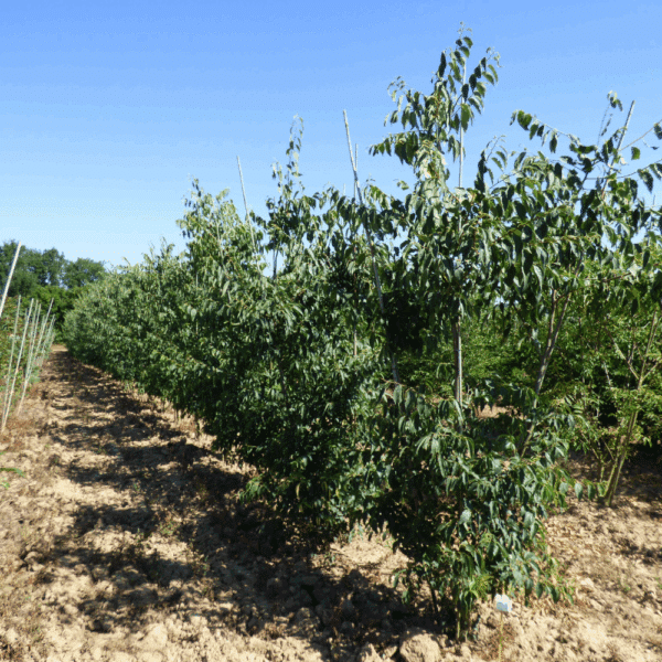 CELTIS australis – Image 3