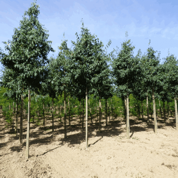 CELTIS australis – Image 9