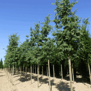 CELTIS australis