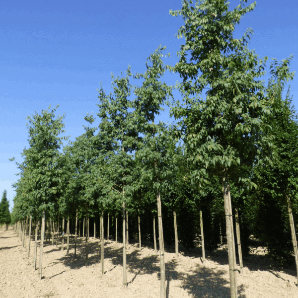 CELTIS australis