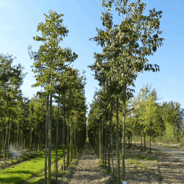 CELTIS australis – Image 8