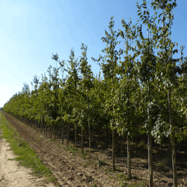 CELTIS australis – Image 6