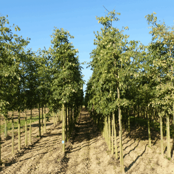 CELTIS australis – Image 2