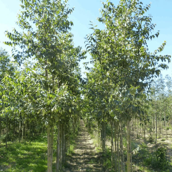 CELTIS australis – Image 11