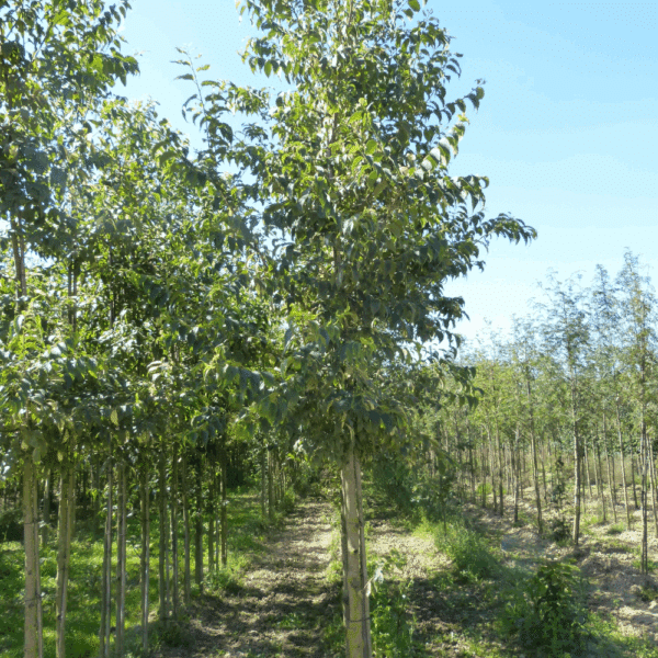 CELTIS australis – Image 7