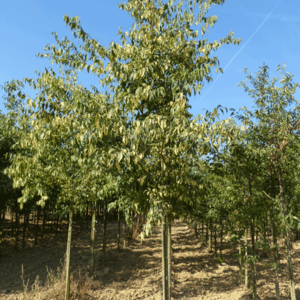 CELTIS australis – Image 5