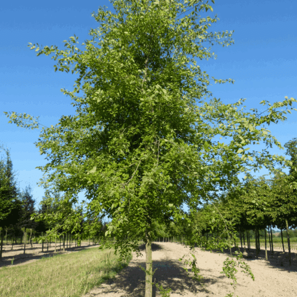 CELTIS occidentalis – Image 5