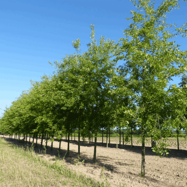 CELTIS occidentalis – Image 2