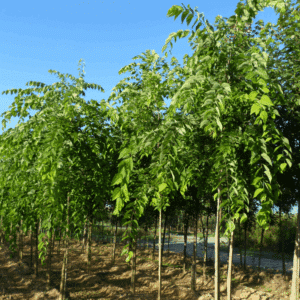 CELTIS occidentalis