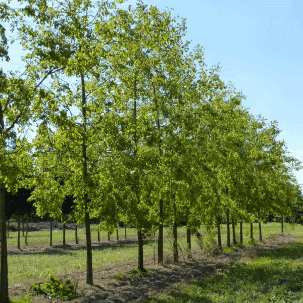 CELTIS occidentalis – Image 4