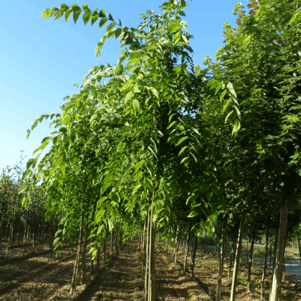 CELTIS occidentalis – Image 3