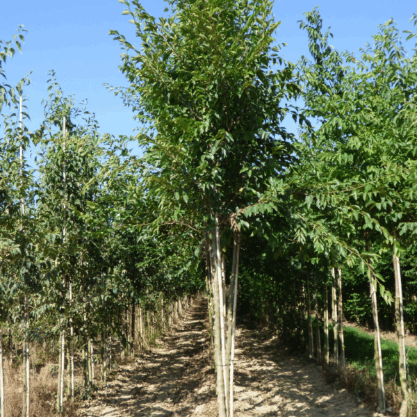 CELTIS sinensis – Image 3