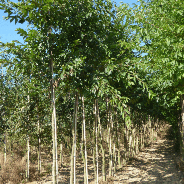 CELTIS sinensis – Image 2