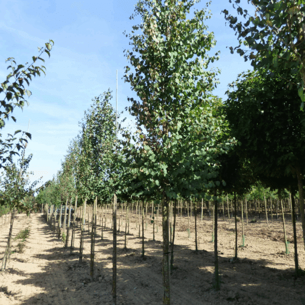 CERCIDIPHYLLUM japonicum – Image 4