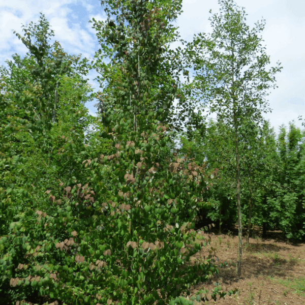 CERCIDIPHYLLUM japonicum – Image 3