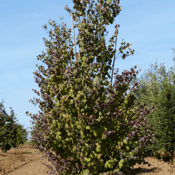 CERCIDIPHYLLUM japonicum – Image 6
