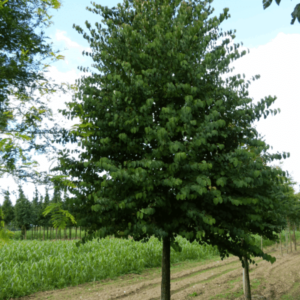 CERCIDIPHYLLUM japonicum – Image 5