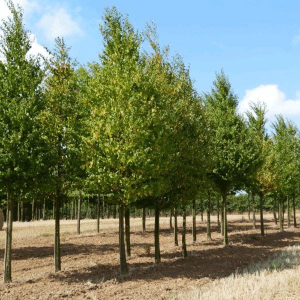 CERCIDIPHYLLUM japonicum – Image 2