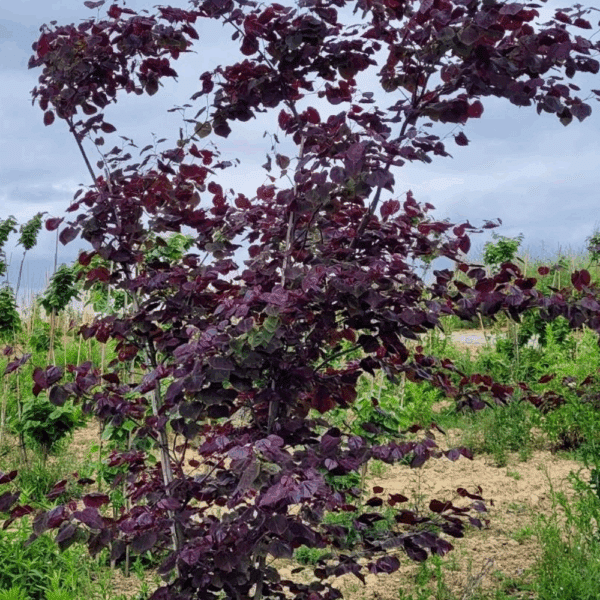 CERCIS canadensis 'Forest Pansy' – Image 5