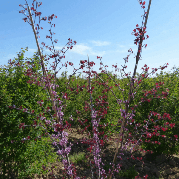 CERCIS canadensis 'Forest Pansy' – Image 3