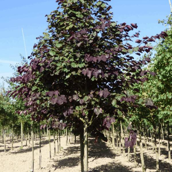 CERCIS canadensis 'Forest Pansy' – Image 2