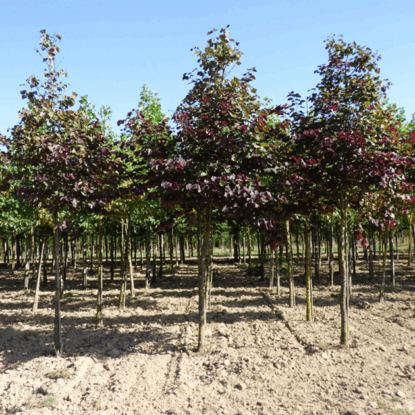CERCIS canadensis 'Forest Pansy' – Image 6