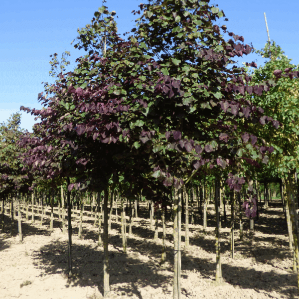 CERCIS canadensis 'Forest Pansy' – Image 4