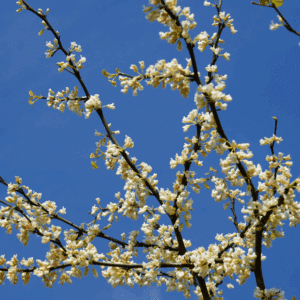 CERCIS canadensis 'Texas White'