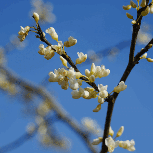 CERCIS canadensis 'Texas White' – Image 3