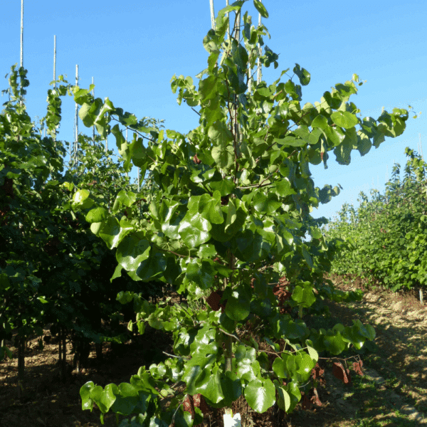 CERCIS canadensis 'Texas White' – Image 2