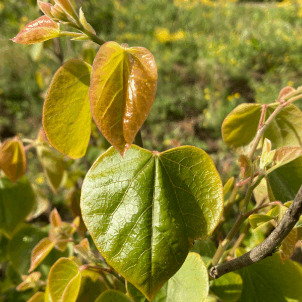 CERCIS chinensis – Image 2