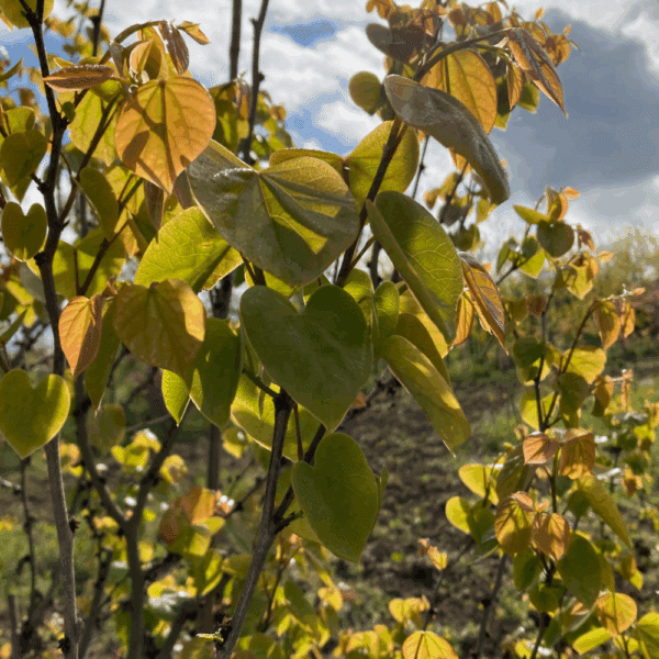 CERCIS chinensis – Image 4