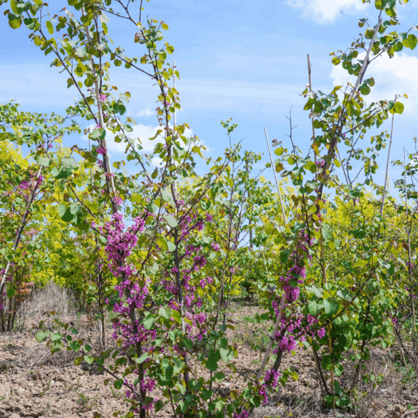 CERCIS chinensis – Image 3