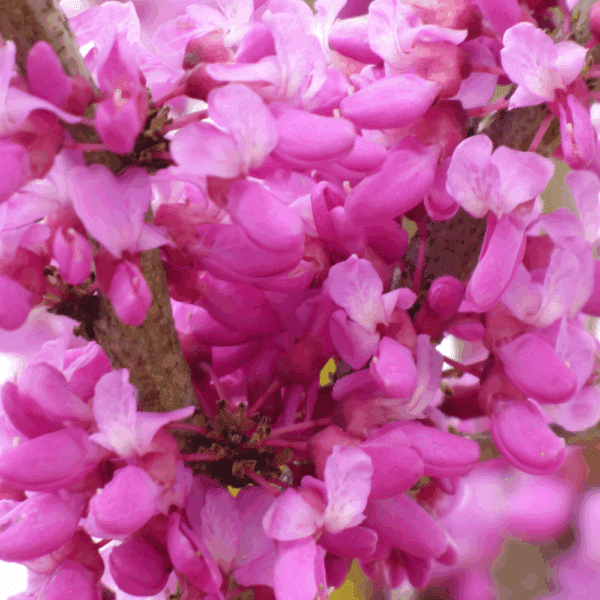 CERCIS chinensis 'Avondale' – Image 2