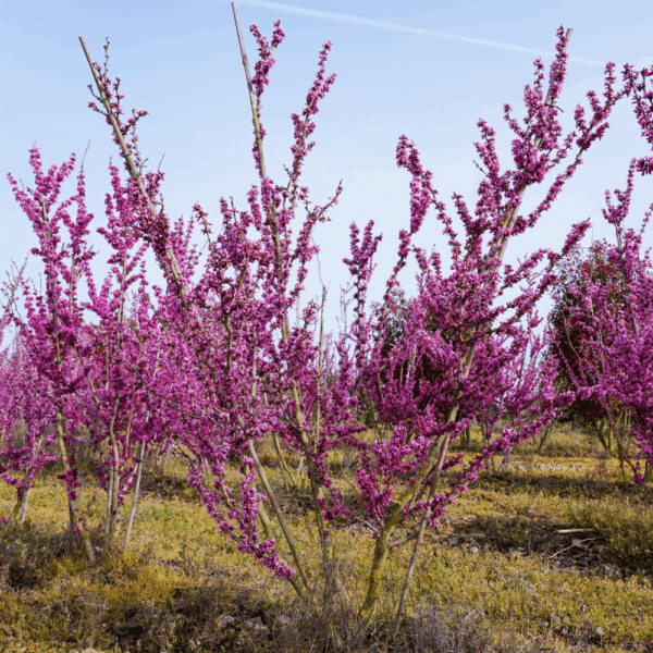 CERCIS chinensis 'Avondale' – Image 3