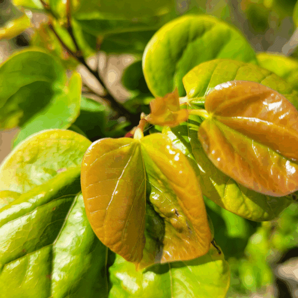 CERCIS chinensis 'Avondale' – Image 5