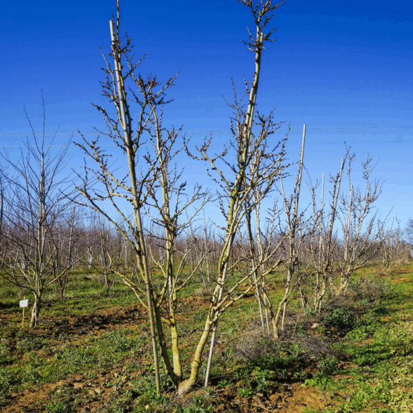 CERCIS chinensis 'Avondale' – Image 7