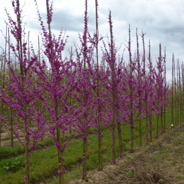 CERCIS chinensis 'Avondale' – Image 4