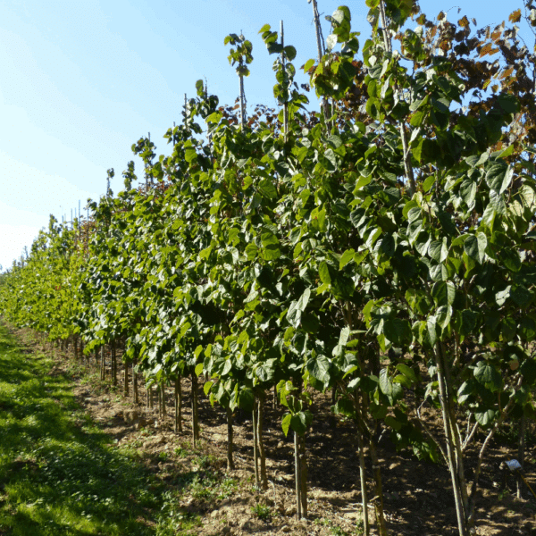 CERCIS chinensis 'Avondale' – Image 8