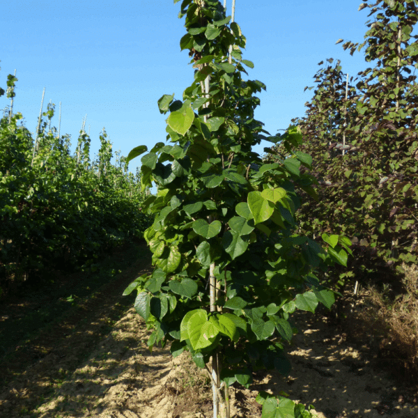 CERCIS chinensis 'Avondale' – Image 6