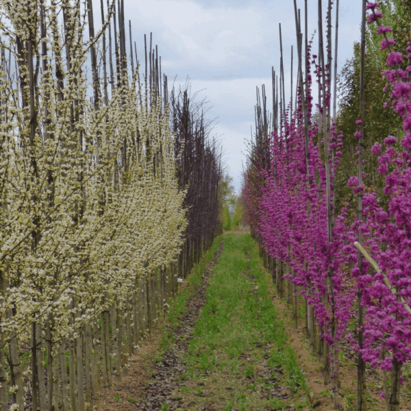 CERCIS chinensis 'Shirobana' – Image 3