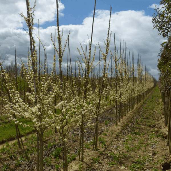 CERCIS chinensis 'Shirobana' – Image 5