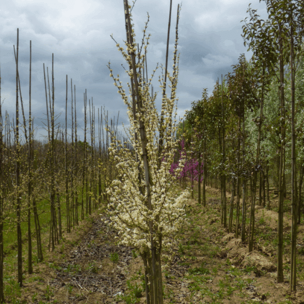 CERCIS chinensis 'Shirobana' – Image 4