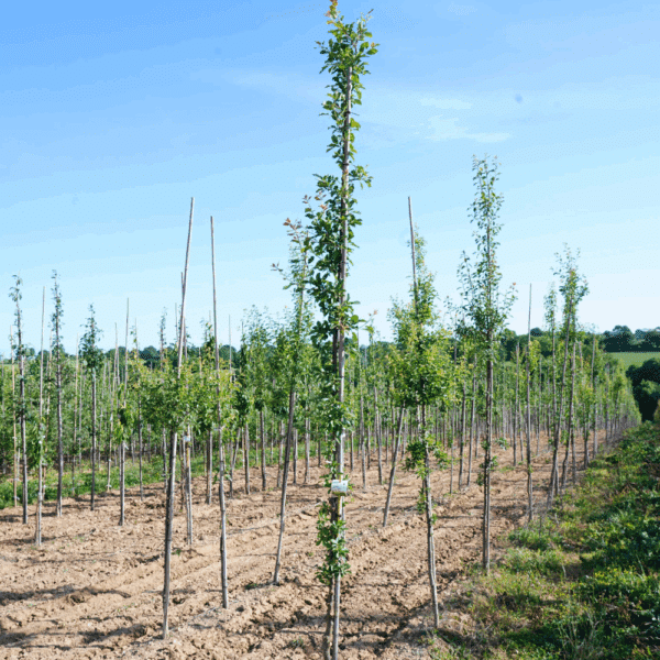PRUNUS domestica – Image 2