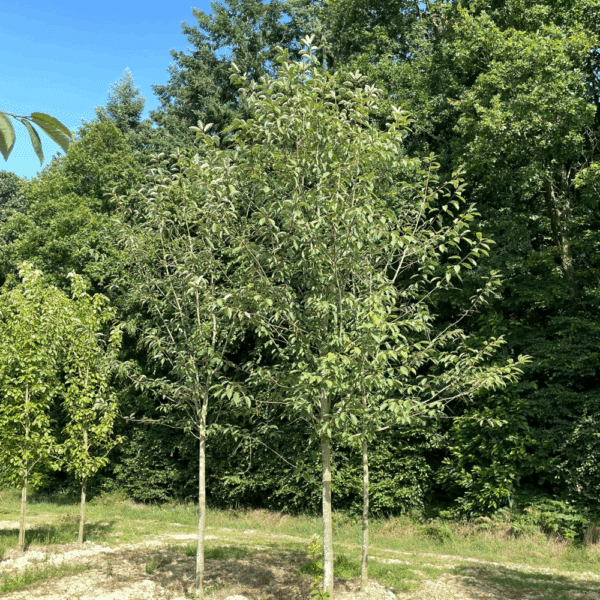 PRUNUS padus 'Watereri' – Image 4