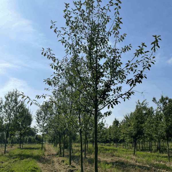 PRUNUS padus 'Watereri' – Image 9