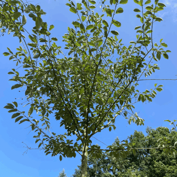 PRUNUS padus 'Watereri' – Image 10