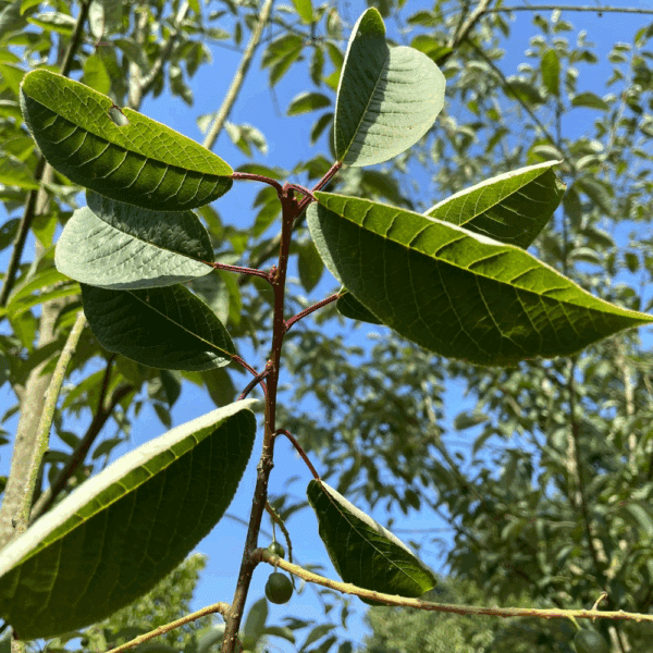 PRUNUS padus 'Watereri' – Image 6